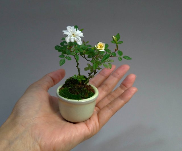 日本山形姬薔薇 豆盆栽稀有品種 設計館茉莉愛草mu Bonsai 植栽 盆栽 Pinkoi