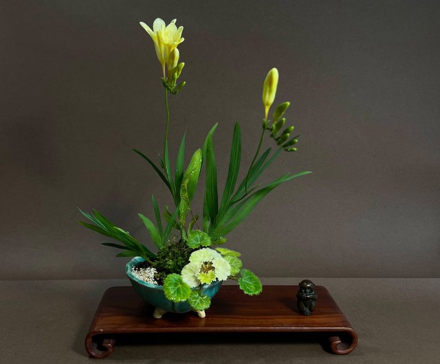 日本柴勝鉢∣原生小蒼蘭山野草盆栽開花中mu bonsai 翠庭｜植栽