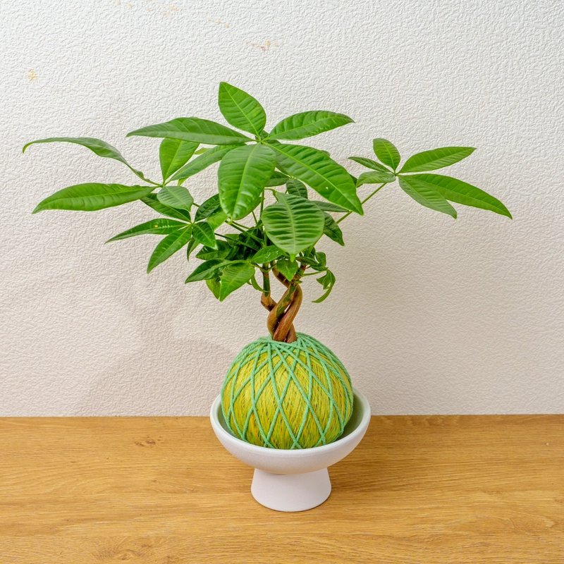 苔球植物 馬拉巴栗粉綠苔球加磨砂高腳缽 苔球 苔玉 禮物 - 盆栽/植栽 - 植物．花 綠色