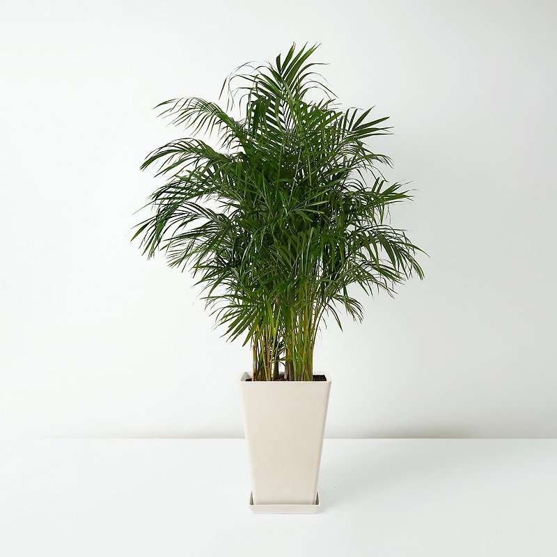 Areca Palm with Upcycled Flowerpot
