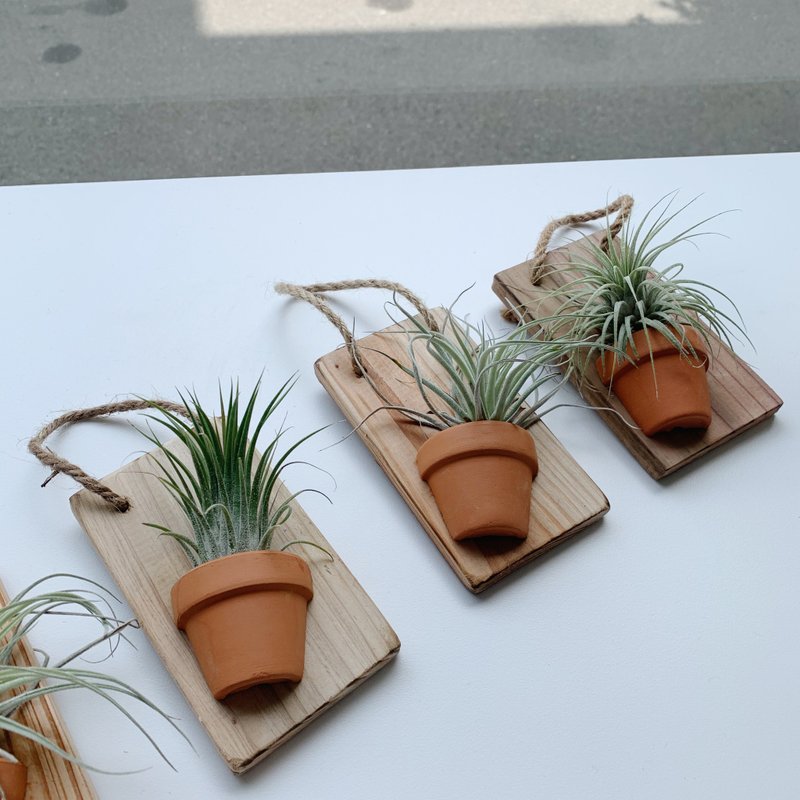 / 空氣鳳梨 / 板植擺飾 - 盆栽/植栽 - 植物．花 綠色