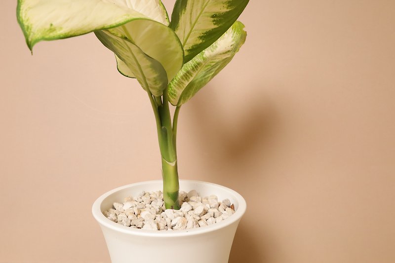 Marian rough ribs/white ruyi plastic pot - Plants - Plants & Flowers 