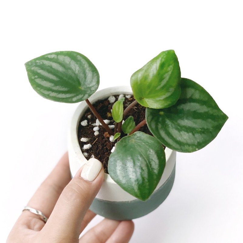 (預購)莫蘭迪綠系列 | 西瓜皮椒草 小西瓜 圓形雙色水泥觀葉植栽 - 盆栽/植栽 - 植物．花 綠色