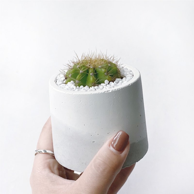 Plants & Flowers Plants Gray - (In stock) White and gray gradient series | Jinsheng Maru cactus round cement cactus planting