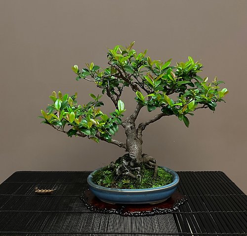 mu bonsai 茉莉愛草 翠米茶∣常綠型中品盆景 茶道意境