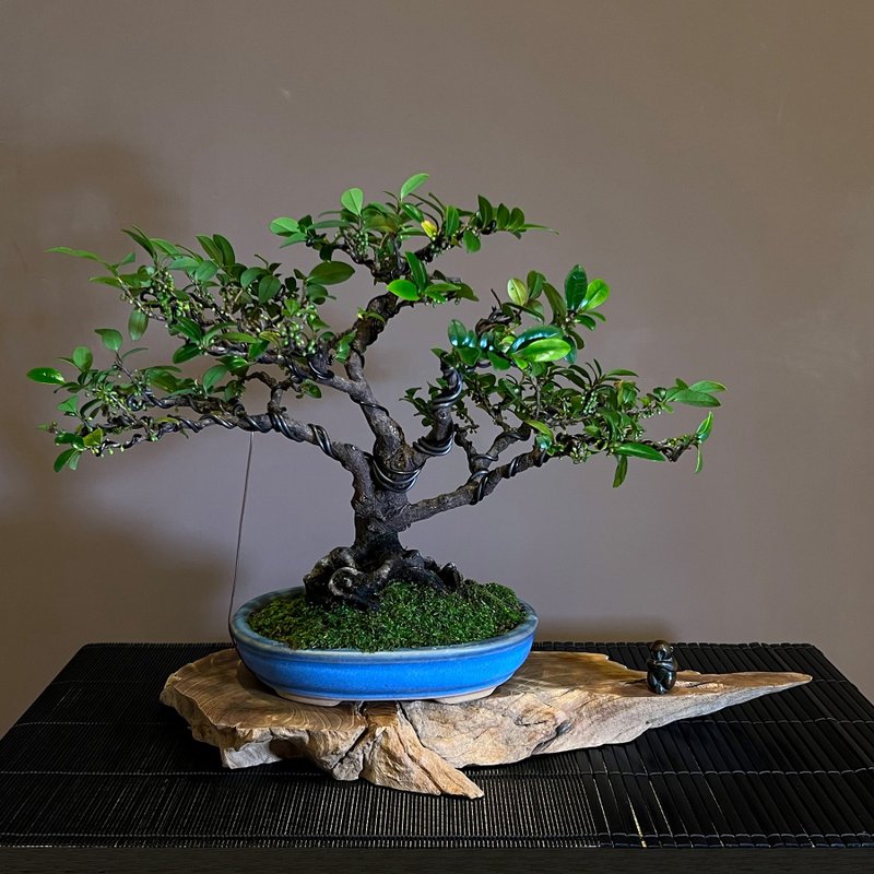 Pottery Plants - Cuimi Tea∣Evergreen Medium Grade Bonsai Tea Ceremony Artistic Conception
