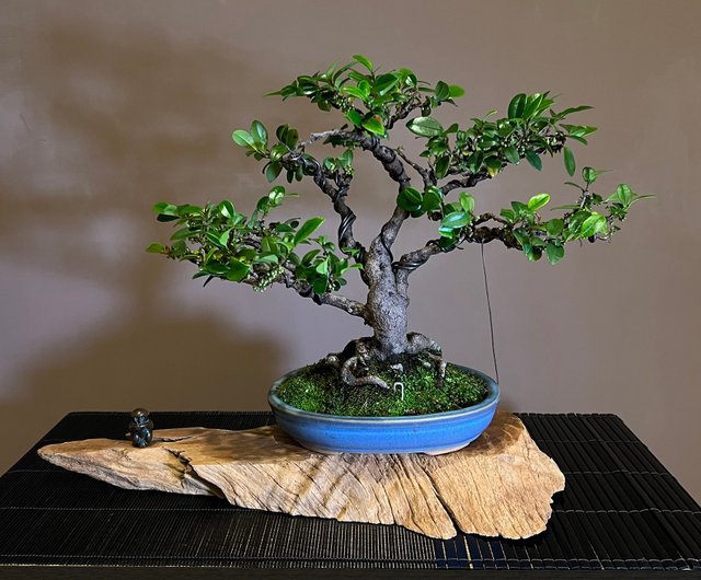 盆栽風アートフラワー 緑色 緑の葉の四角形盆栽 盆栽風アートフラワー 緑色 Amazon.co.jp: 【春から