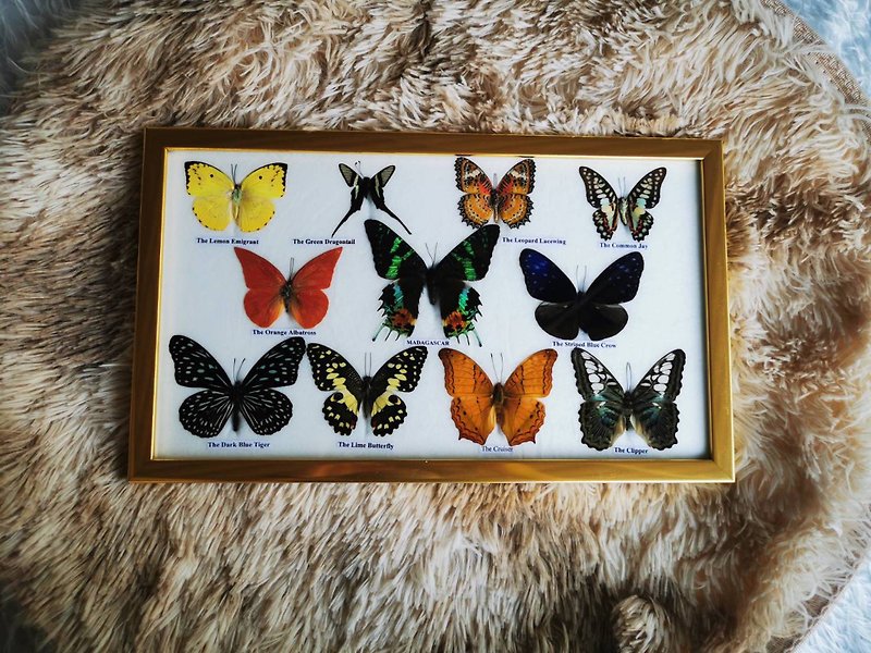 Real Mix 11 Butterfly Insect Taxidermy In Golden Frame Display Home Decor Main - - Wall Décor - Wood 