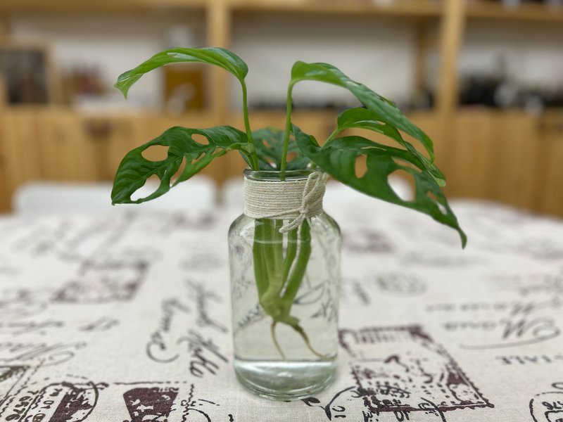水耕 洞洞綠曼絨 京王子【京王本舖】好生好養 - 盆栽/植栽 - 玻璃 透明