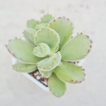 【荳荳多肉】【熊童子】喬遷│送禮│升遷│多肉植物