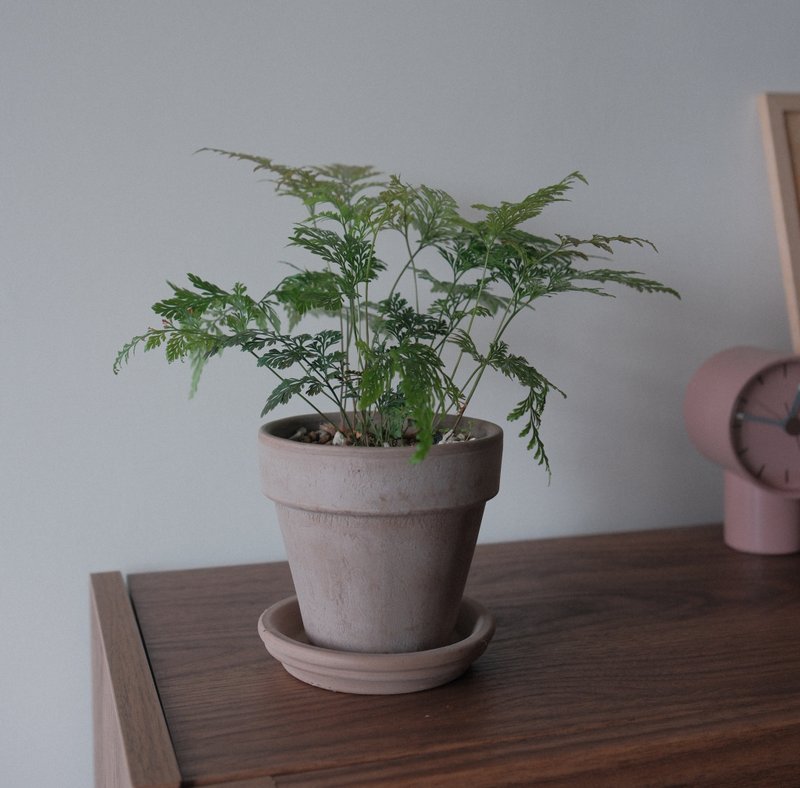 斐濟骨碎補 - 盆栽/植栽 - 植物．花 