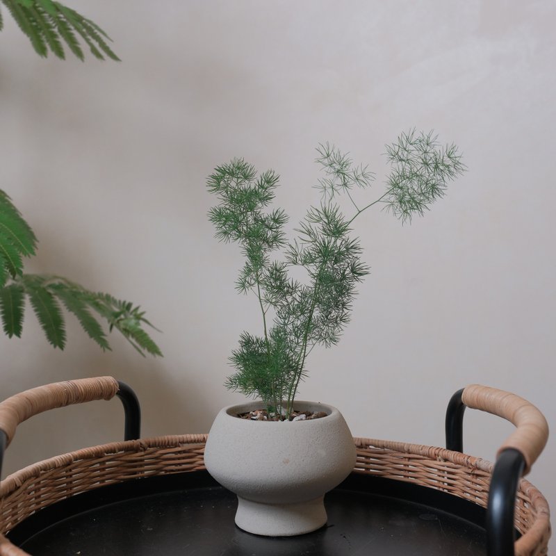 松葉武竹 - 盆栽/植栽 - 植物．花 