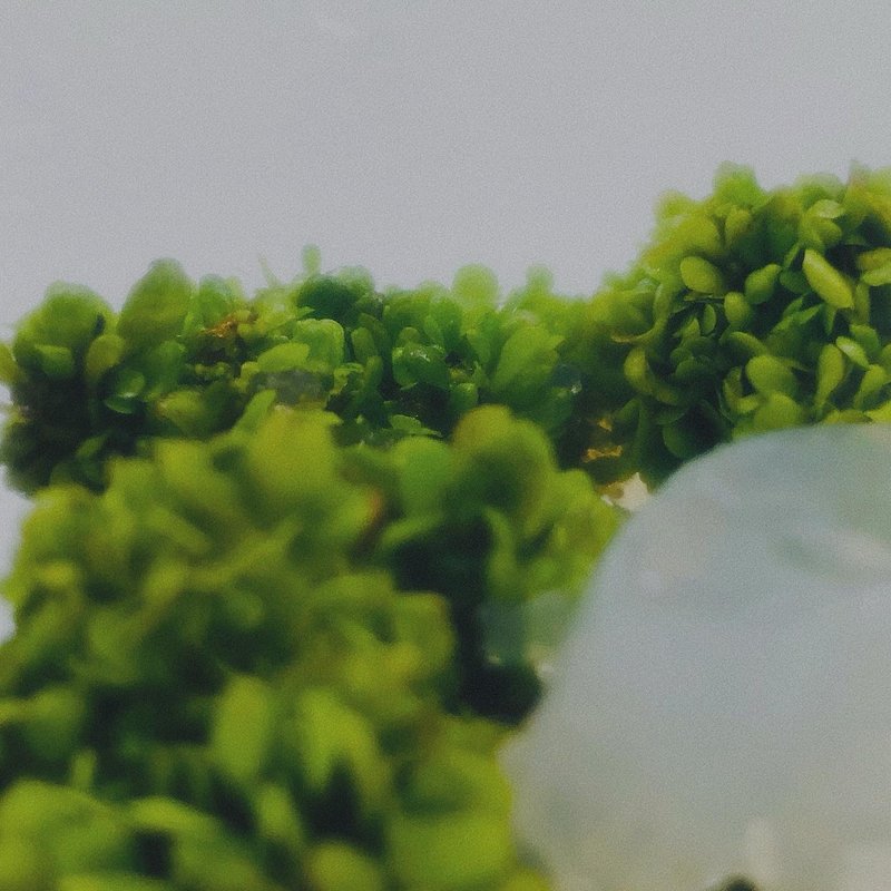 【新植物限量款— 海岸擬茀蕨】許願玻璃球 2號瓶 懶人盆栽 辦公 - 植栽/盆栽 - 植物．花 