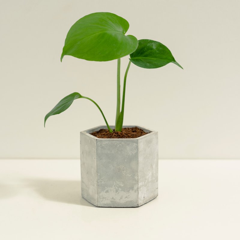 龜背芋│泥作系列│福所栽 - 盆栽/植栽 - 水泥 綠色