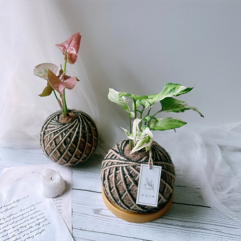 小苔球 合果芋 植栽 室內植物 - 植栽/盆栽 - 植物．花 