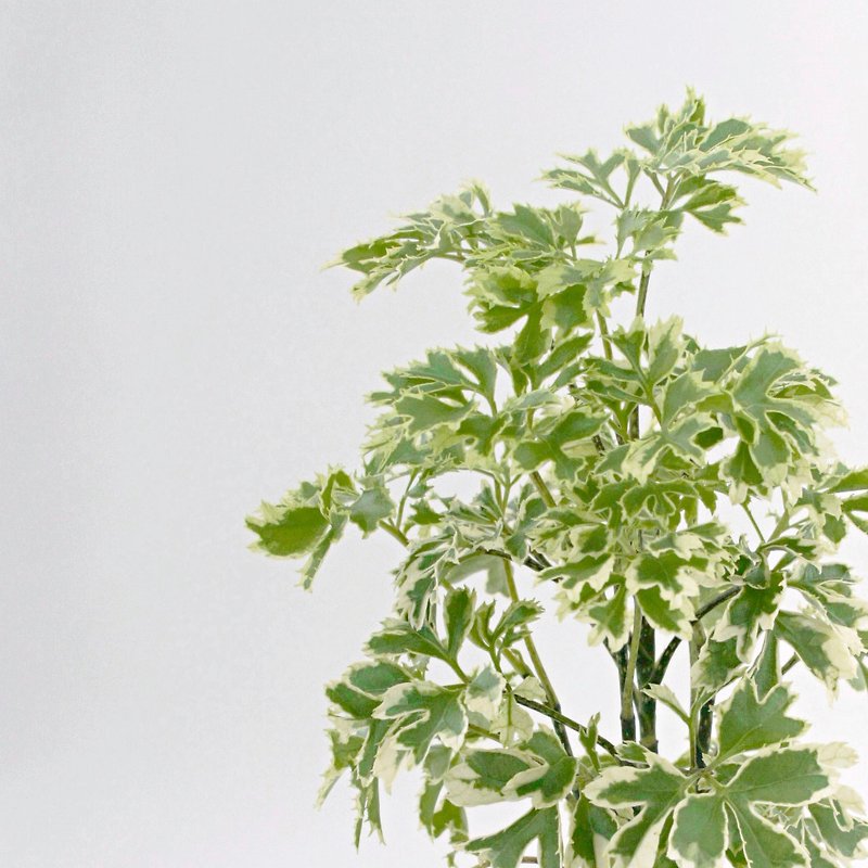 / Hydroponic Pot / Snowflake Paulownia - ตกแต่งต้นไม้ - พืช/ดอกไม้ 