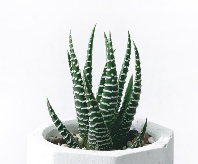 白色 多肉植物Laika23cm 現貨) 白灰漸層系列| 十二之卷小八角形漸層水泥多肉植栽Ninan 泥