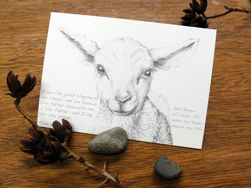 Ovis aries sketching postcard - การ์ด/โปสการ์ด - กระดาษ สีเทา
