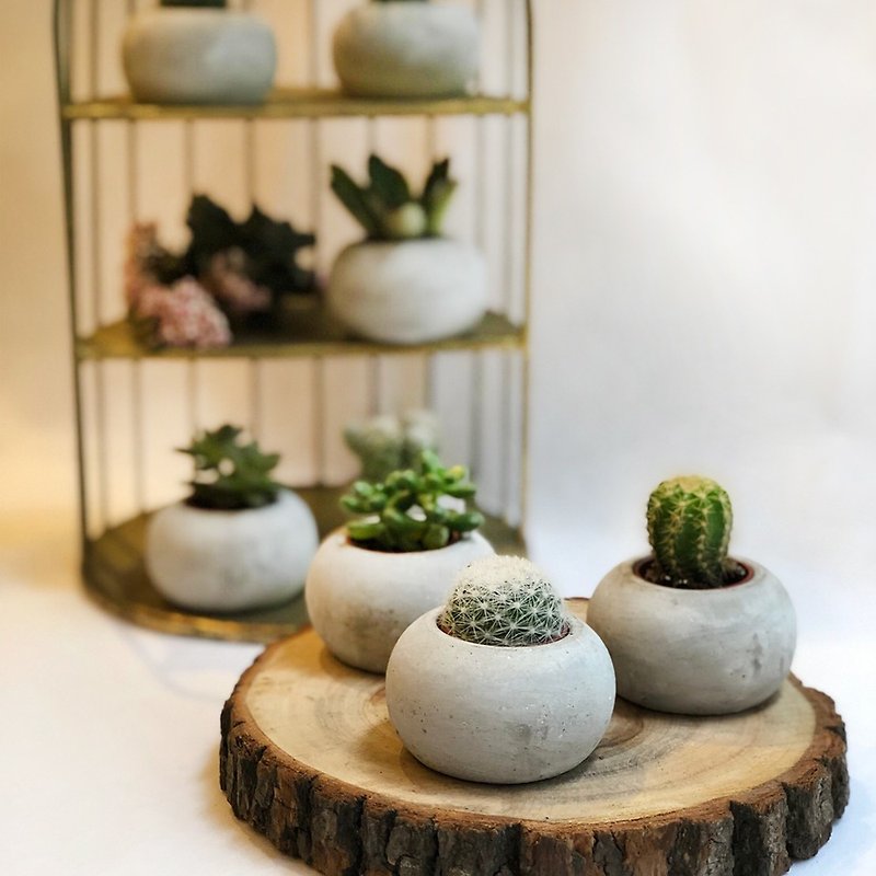 Succulent cactus mini Cement pot (three options available) | Home and Office Small Things WFH Healing Plant - ตกแต่งต้นไม้ - พืช/ดอกไม้ สีเขียว