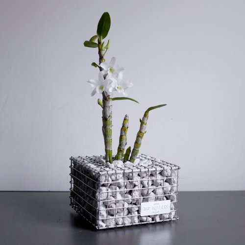 THE TRIBUS STUDIO 【蛇籠正方盆Gabion Planter】