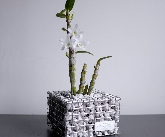 蛇籠盆- M size - ショップ THE TRIBUS STUDIO® 花瓶・植木鉢