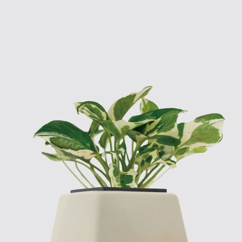 森多 水耕植研所 │ 方盆系列 │ 日本白金葛 - 廚浴植物 水耕盆栽 空氣淨化