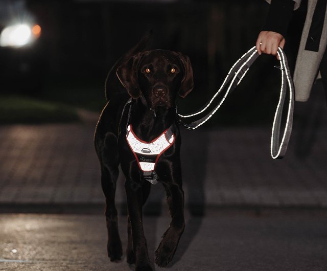 Hunter on sale dog leashes