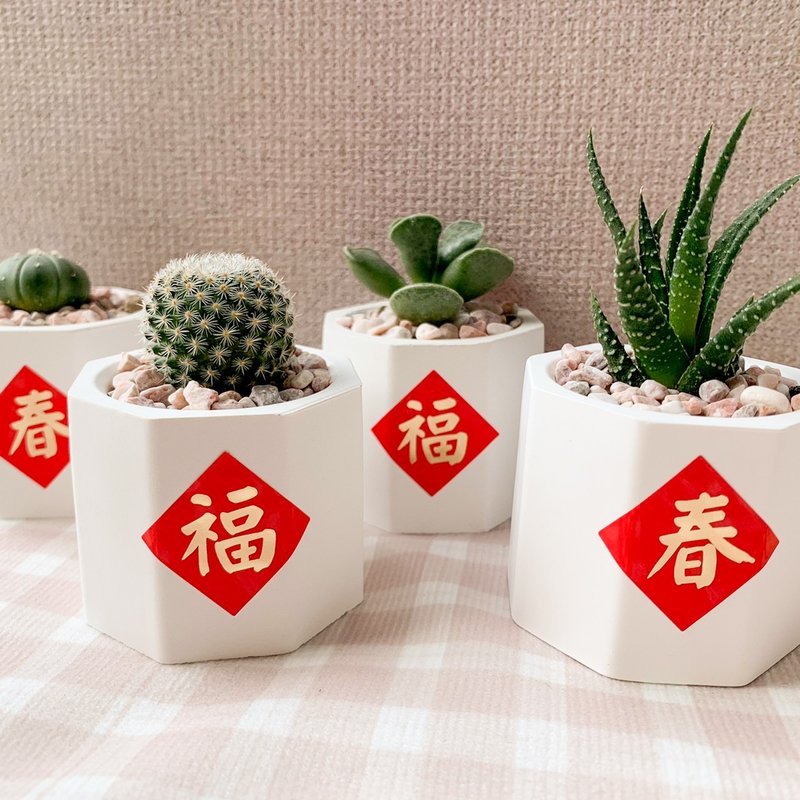 多肉植物擴香石盆栽/多肉植物/仙人掌 水泥盆栽 - 植栽/盆栽 - 水泥 多色