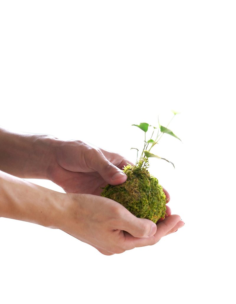 Moss jade material package-Kokedama DIY bundle - Plants & Floral Arrangement - Plants & Flowers Green