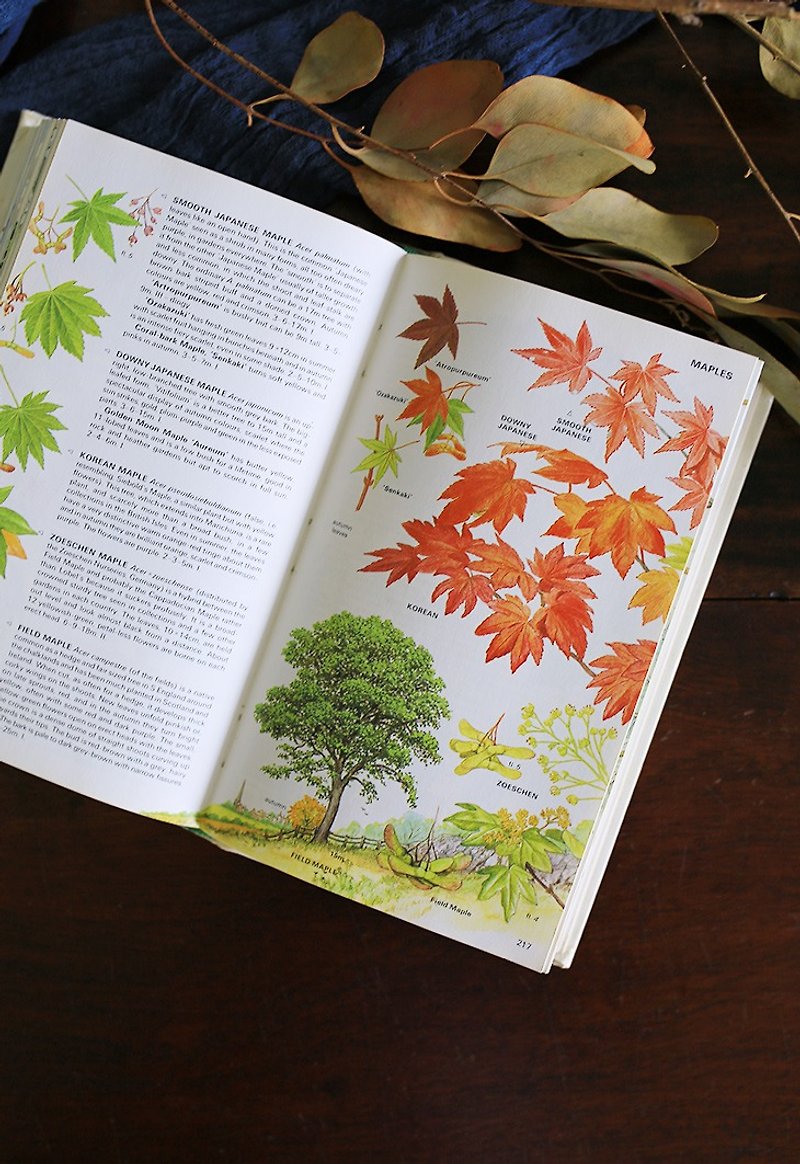 1982s // British Nordic Trees Series // Cherry Blossom Maple Leaf Fruits Illustration Vintage Book - Indie Press - Paper Green