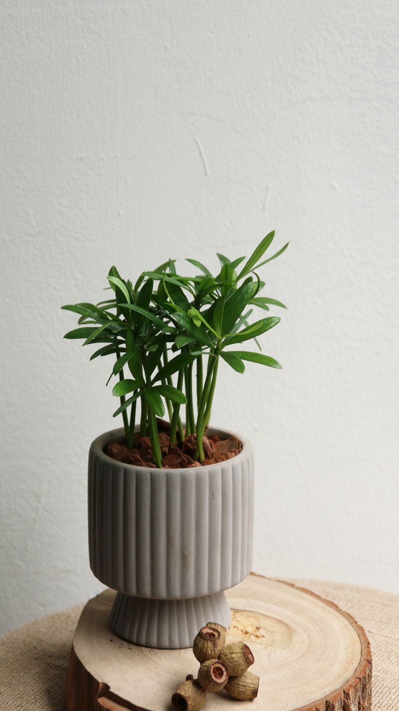 【療癒系列】半日照植物 羅漢松 - 盆栽/植栽 - 植物．花 
