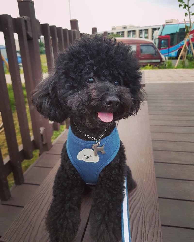 Cats and dogs Q version big head reflective pet chest straps customized name phone night security enhancement - ปลอกคอ - ผ้าฝ้าย/ผ้าลินิน สีน้ำเงิน