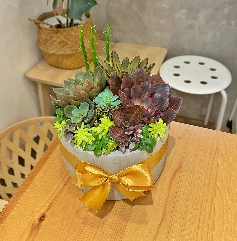 [Urgent order available] Free custom card / safe delivery / succulent potted plant / Cement pot / opening promotion flower