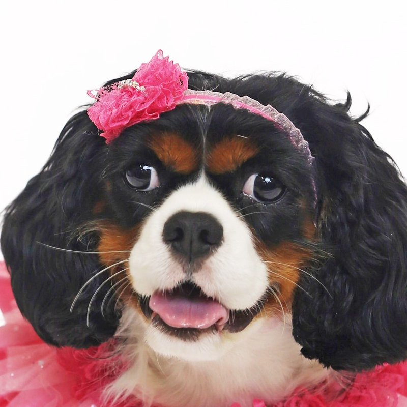 Pink Princess Headband Pet Accessories - Clothing & Accessories - Polyester 