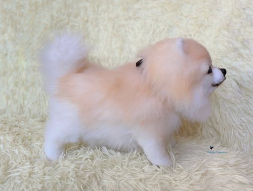 ポメラニアン スピッツ犬、リアルなおもちゃ - ショップ