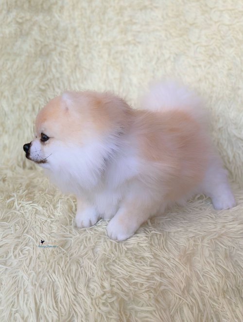 ポメラニアン スピッツ犬、リアルなおもちゃ - ショップ