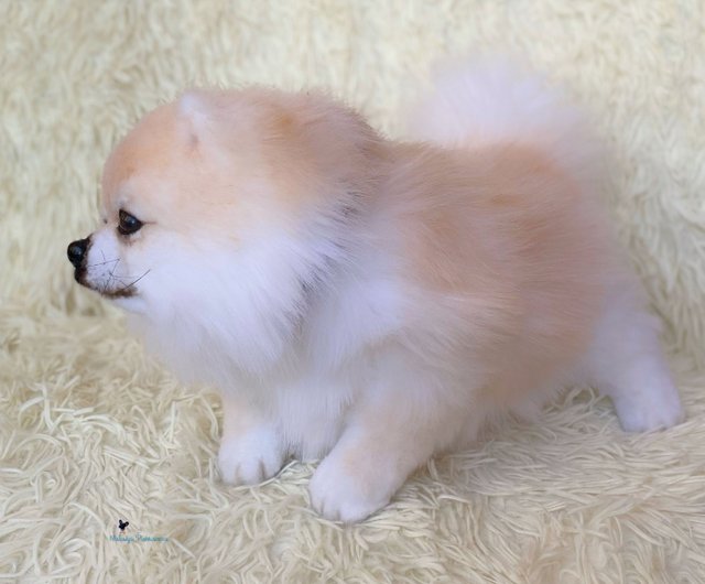 ポメラニアン スピッツ犬、リアルなおもちゃ - ショップ