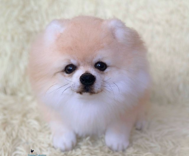 ポメラニアン スピッツ犬、リアルなおもちゃ - ショップ