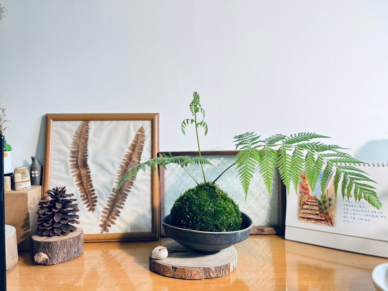台灣金狗毛蕨 l 大型 植物苔球 蕨類 室內植栽 禮物 - 植栽/盆栽 - 植物．花 