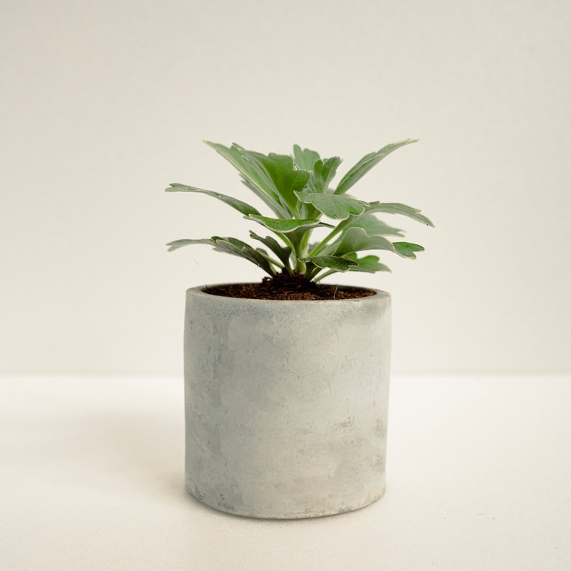 Jiju│Clay Series│Fu Planted - Plants - Cement Green