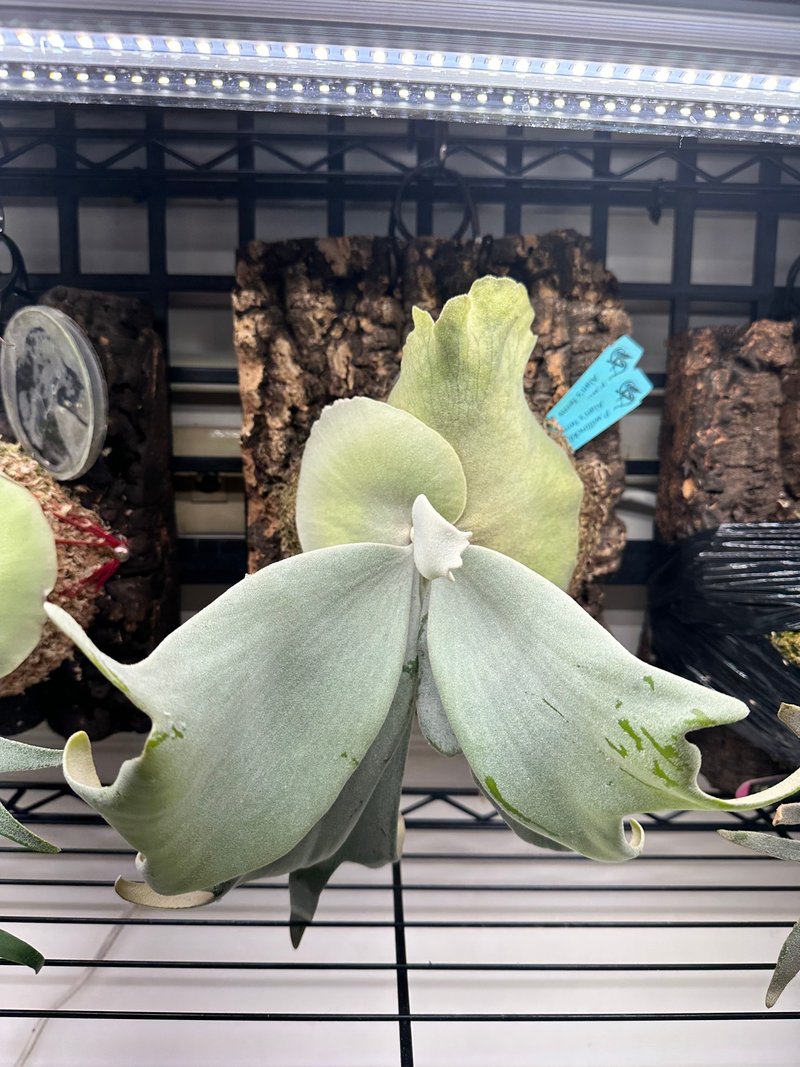 P. willinckii Pearl Queen OC - Plants - Plants & Flowers 