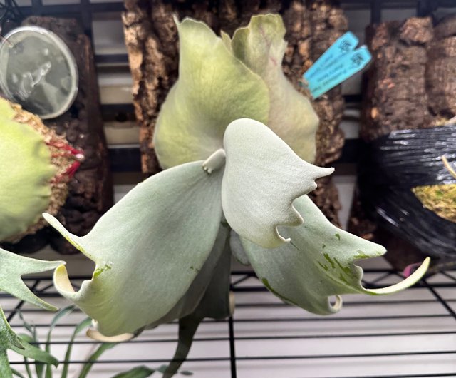 Staghorn Fern-P. willinckii Pearl Queen OC - Shop Staghorn Fern-P. willinckii Pearl Queen OC - Shop