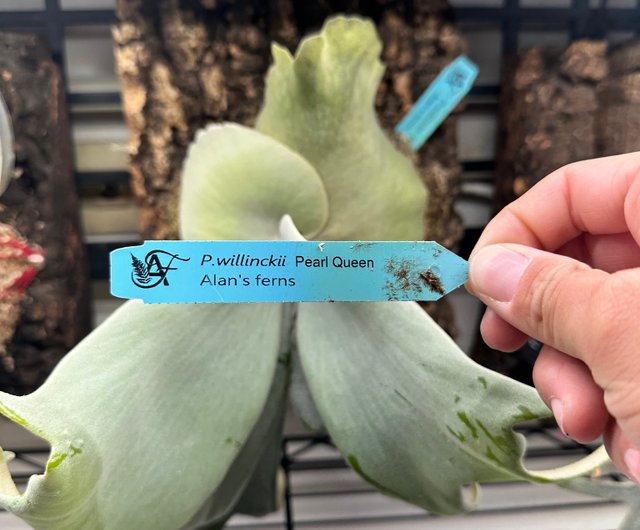 Staghorn Fern-P. willinckii Pearl Queen OC - Shop