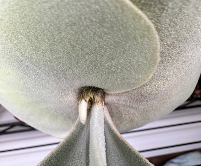 Staghorn Fern-P. willinckii Pearl Queen OC - Shop Staghorn Fern-P. willinckii Pearl Queen OC - Shop
