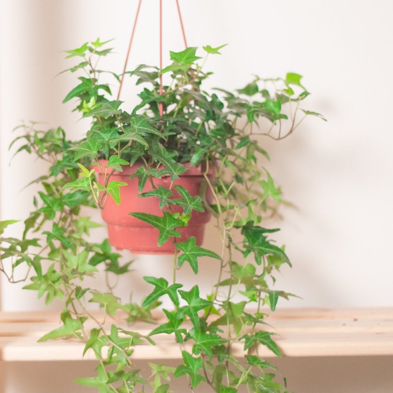 常春藤盆栽(吊盆) 居家盆景 - 盆栽/植栽 - 植物．花 綠色