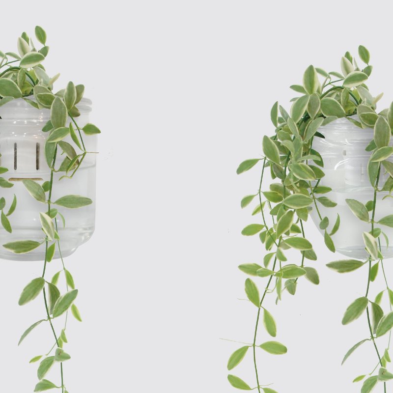 │ 玻璃系列 │ 斑葉串錢藤 - 垂掛植物 魚水共生 室內植物 水耕 - 植栽/盆栽 - 植物．花 白色