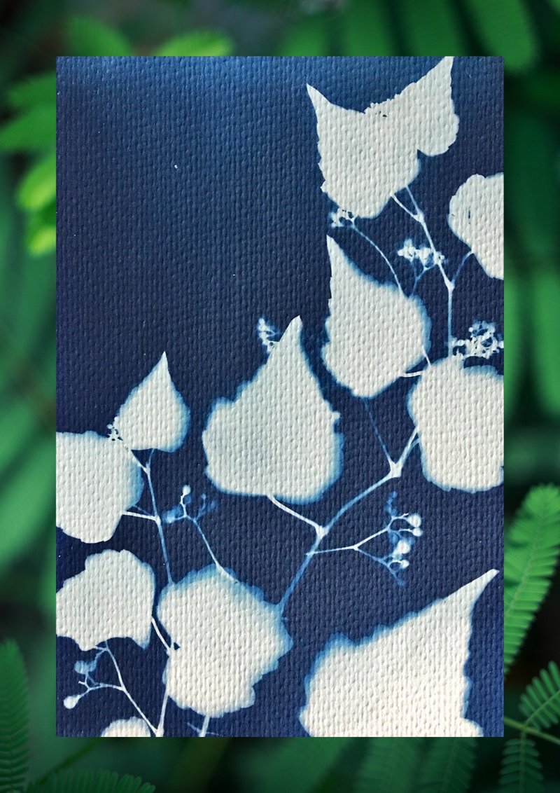 手工藍曬卡片 - 卡片/明信片 - 紙 