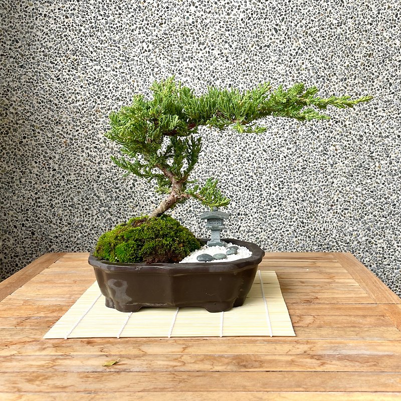 Small bonsai-genuine cypress bonsai gift - Plants - Plants & Flowers 