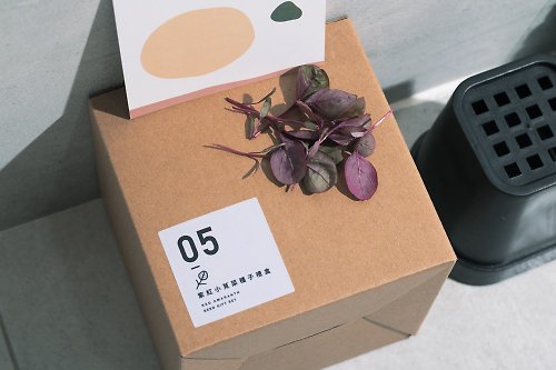 小菜一盆 laiveitsai 05紫紅小莧菜種子_入坑禮物盒