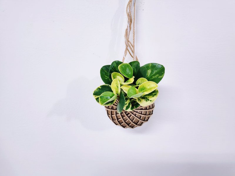 乳斑椒草苔球│板植│窗邊植物│觀葉植物 - 盆栽/植栽 - 植物．花 多色